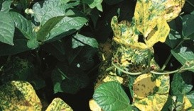 Золотиста мозаїка на листках вігни та квасолі, викликана Bean golden mosaic virus