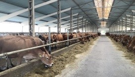 Високопродуктивна корова проводить за поїданням корму від 3 до 5 годин на добу та здійснюючи 9-14 підходів до кормового стола (за один підхід витрачає близько 25 хвилин)