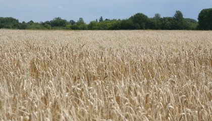 болезни озимой пшеницы