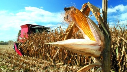 Кукурудза. Технологія вирощування