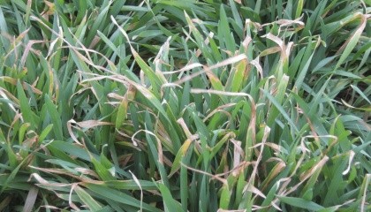 Обпалені та жовтіючі кінчики листя є поширеними симптомами весняного вимерзання на етапі кущення