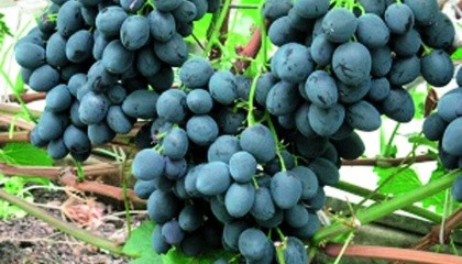 Сорт винограду Сфінкс