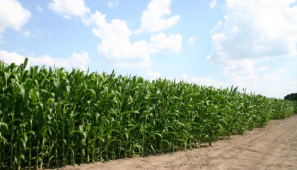 Технологіязахисту кукурудзи