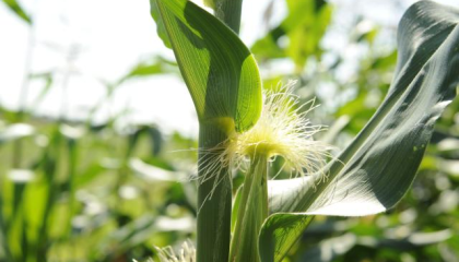 Захисит кукурудзи від хвороб