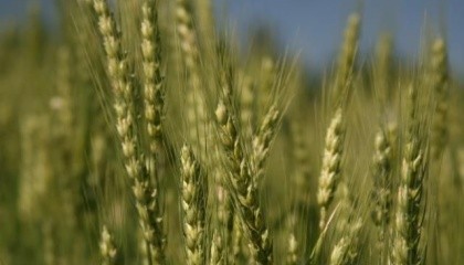 посіви ярової пшениці