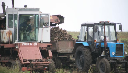 Цукровий буряк, збір урожаю