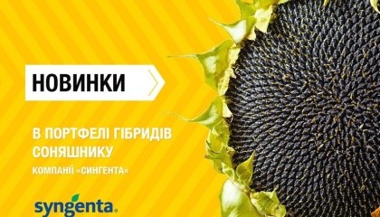 Новинки в портфеле гибридов подсолнечника компании «Сингента»