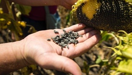 FАО координує масштабну дистрибуцію насіння кукурудзи та соняшника за підтримки Посольства Франції та приватного бізнесу