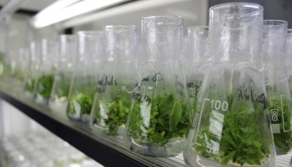 Технологія мікроклонального розмноження рослин in vitro має дві незаперечні переваги - це швидкість отримання однорідної продукції і якість посадкового матеріалу