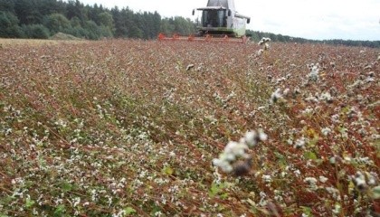 Международная ассоциация производителей гречки выступила с инициативой ввести дополнительное финансирование под каждый гектар гречихи