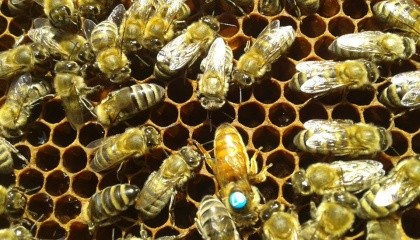 Кліщі Варроа є найсерйознішою загрозою для здоров'я бджіл у всьому світі. Вони смокчуть кров комах, передаючи смертельні віруси. Фото з сайту www.paseka.in.ua