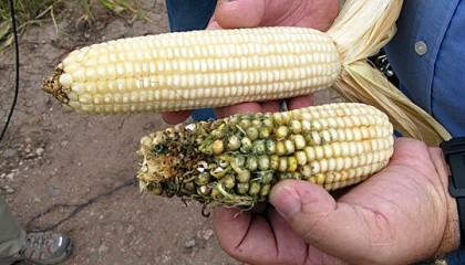 ГМО и не-ГМО кукуруза
