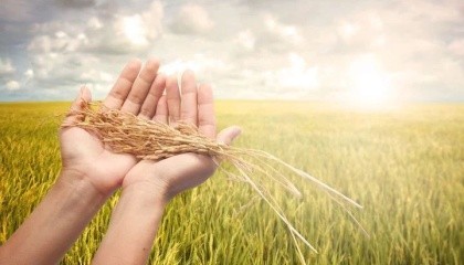 Озимую пшеницу необходимо собрать в течение 5-7 дней после достижения полной спелости зерна. Задержка с обмолотом пшеницы на 10-15 дней приводит к недобору 4-6 ц/га и более урожая