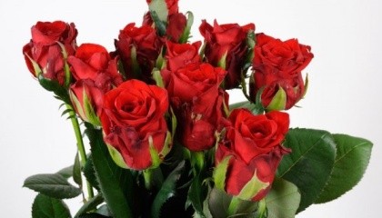 Щоб закріпитися на конкурентних ринках, в київській компанії "Камелія" зосередилися на вирощуванні нових сортів квітів. У минулому році 15% всіх площ компанії засадили новим сортом червоної троянди "Марічка" німецьких селекціонерів