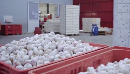 В этом году в Украине ожидается рекордный за последние несколько лет урожай чеснока - 180 тыс. т