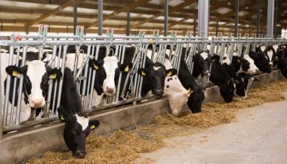 На крупнотоварных фермах в январе 2017-го было произведено 214,5 тыс. т молока, что на 4,2% больше, чем в январе 2016 года