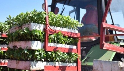 Компанія Agrofusion, яка вирощує і переробляє помідори, займає 13-е місце в світі з виробництва томатної пасти