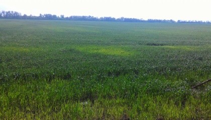 Сходи пшениці в різних регіонах України пішли плямами. Це може бути як наслідками приморозків, так і ознакою хвороби