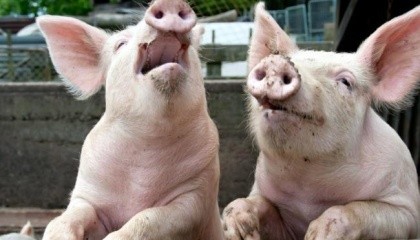 В 2016 году в Полтавской области на ликвидацию последствий заболевания африканской чумой свиней потрачено двух млн грн, еще 300 тыс. грн - на компенсацию владельцам уничтоженных животных