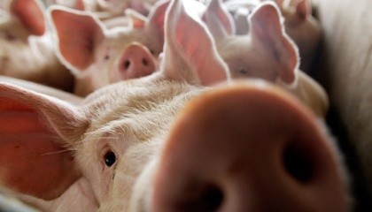 Від початку 2017-го африканська чума свиней зареєстровано 35 спалахів хвороби у 16 областях. Карантин наразі діє у 39 неблагополучних пунктах