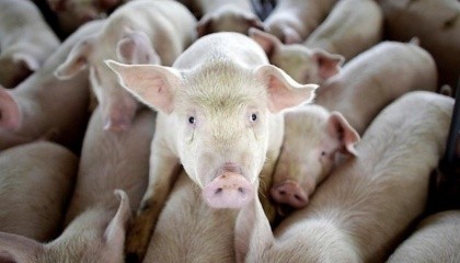 Донецька область займає перше місце в Україні по свинопоголів'я - майже 0,5 млн свиней і понад 120 т/рік готової продукції
