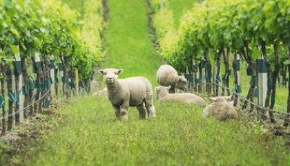 Підтримка тваринництва і виноградарства