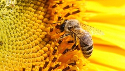 Из-за недостатка опылителей, то есть, пчелосемей, работающих на подсолнечных полях, Украина ежегодно недополучает 1,4 млн т культуры