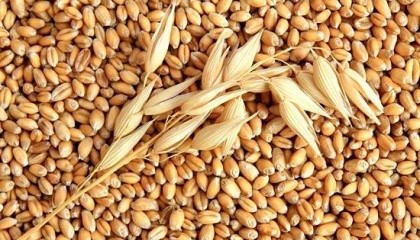 Урожай зерновых в Украине в 2017 году прогнозируется на уровне 60 млн т. Прогноз по экспорту - 38-39 млн т зерна