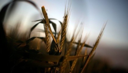 Розширення квот збільшить експорт сільгосппродукції в ЄС, але промвиробництво загине