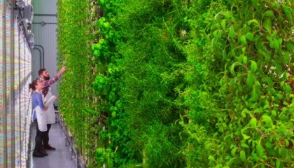 Американський стартап Plenty має намір відкрити вертикальні ферми з площею грядок понад 9 тис. м2 в кожному великому місті світу