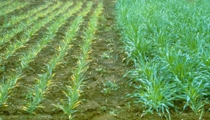 В ранние периоды развития пшеницы наиболее важным условием является наличие достаточного количества доступного фосфора в верхнем 0-15 см слое почвы, который в наибольшей мере коррелирует с урожайностью зерна
