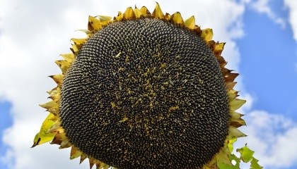 Найбільш проблемною культурою в минулому році був соняшник. У червні велика кількість посівів була пошкоджена несправжньою борошнистою росою або пероноспорозом