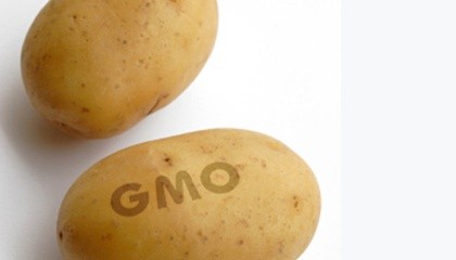 Картоплі потрібно на 50% менше пестицидів. Отримана ГМО-картопля не темніє при розрізанні і у неї менше чорних плям, ніж у звичайної