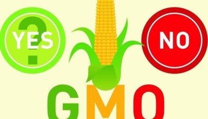 Для вывода нового сорта ГМО нужно около $3 млрд, а сам процесс занимает 5-10 лет. А людей, которые могут выводить новые ГМО-сорта, около сотни во всем мире