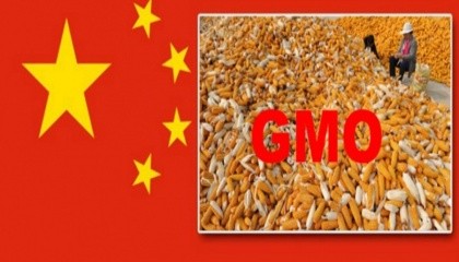 Минсельхоз Китая также возобновило импорт для 14 других видов ГМО, включая кукурузу MIR162 Duracade компании Syngenta, сахарную свеклу компании Монсанто и три сорта рапса компании Bayer