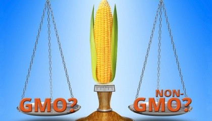 За даними SGS Group, в Україні в порівнянні з 2015 роком ситуація трохи покращилася: Вміст ГМО по сої - тільки 10% партій абсолютно чисті від ГМО. Багато ГМО кукурудзи. Лише 10% всіх відвантажень вільні від ГМО