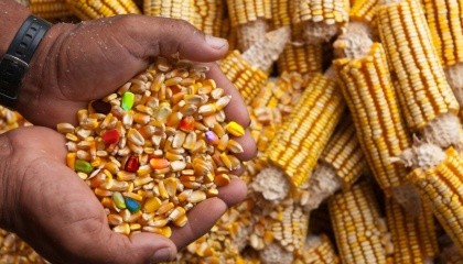 В ВРУ зарегистрирован законопроект "О государственном контроле за генетически модифицированной продукцией в сельском хозяйстве и пищевой промышленности"