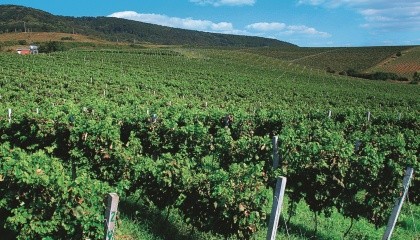 Основными регионами промышленного выращивания винограда в Украине являются Одесская, Николаевская, Херсонская область и Закарпатье (около 95% производственных площадей), а также Киевская, Винницкая, Днепропетровская и Запорожская области