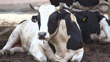На українських молочних фермах насамперед, потрібно покращувати здатність до запліднення тварин, щоб в стаді було якомога більше тільних корів