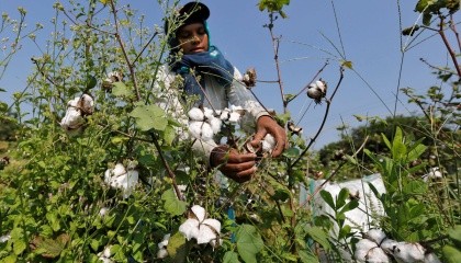 Monsanto продасть свій невеликий фірмовий бізнес з виробництва насіння бавовнику індійської фірмі Tierra Agrotech Private Ltd