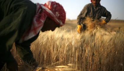 Головною особливістю 2016 року стало посилення позицій української пшениці на індійському ринку збуту