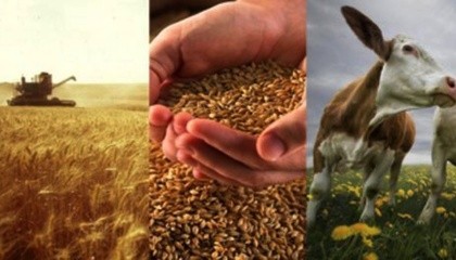 Найсильнішими і найпривабливішими сферами українського аграрного сектора є виробництво зернових, молочної та м'ясної продукції