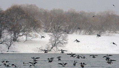 В основных переносчиков птичьего гриппа в дикой фауне (водоплавающие утки, гуси и лебеди) весенняя миграция начинается очень рано