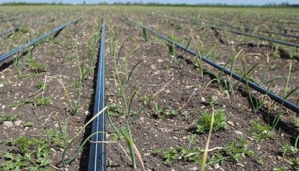 Первые эксперименты в Украине показали, что капельное орошение на полевых культурах может окупиться за 1-2 сезона