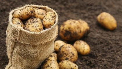Нидерландская картофельная компания Solynta разработала разновидность картофеля, который устойчив к картофельной фитофторе