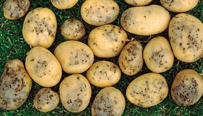 Картофельная моль продолжает вредить посевам на Херсонщине