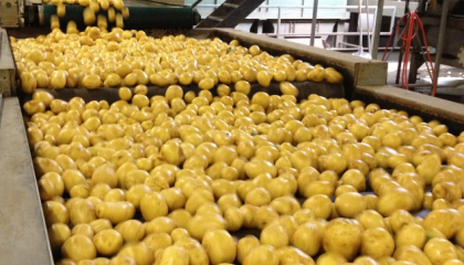 Повноцінна переробка картоплі здатна забезпечити дохід з гектара, еквівалентний €2 тис