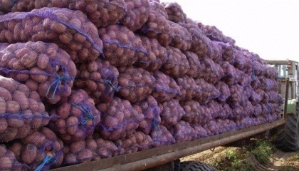 Як тільки ціна на картоплю в Україні перевалить за середньоєвропейську і стане вигідним імпорт з тієї ж Польщі, Болгарії, Румунії, сюди автоматично потече той продукт