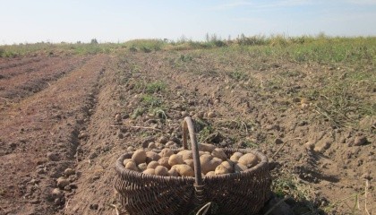 Картоплі, вирощеної в промислових умовах, дуже мало. 90% овоча забезпечує населення, яке в переважній більшості не мають відповідних умов для зберігання