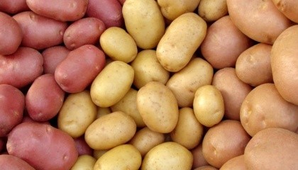 У сегмента української органічної картоплі на міжнародному ринку є всі шанси, адже, використовуючи такі природні добрива, як гній та компост, можна збільшити обсяги врожаю